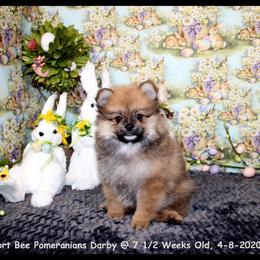 Pomeranian Puppies from Port Bee Pomeranian’s
