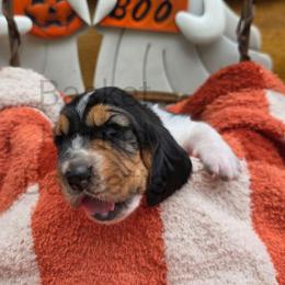 Sky (pink collar) - Black brown and white female Basset Hound puppy in Big Rapids, Michigan from Basket Hound Bassets