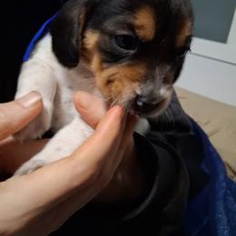 Oliver - White black and tan male Beagle puppy in East Providence, Rhode Island from Amanda's Beagles