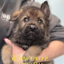 Yellow collar - Sable male German Shepherd puppy in Canterbury, Connecticut from Nachtwaechter German Shepherds, LLC