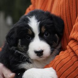 Domino - Black tri-color female Australian Shepherd puppy in Holmesville, Ohio from Coffee Run Spring at Miller Farms