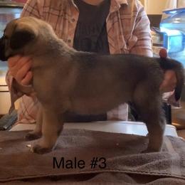Male 3 - Fawn male Anatolian Shepherd Dog puppy in Daggett, Michigan from T&S Anatolians