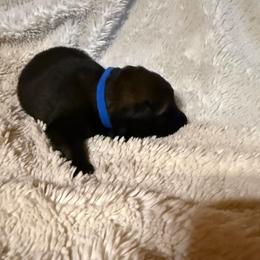 Blue - Sable male German Shepherd puppy in Andalusia, Alabama from Keisha's German Shepherds