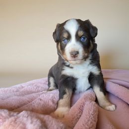 Holly - Red tri female Miniature Australian Shepherd puppy in Mountainburg, Arkansas from Stonehill Aussies