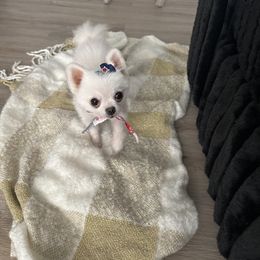 Snow White Micro Female 2.5 lb full grow Ukraine - White female Pomeranian puppy in Las Vegas, Nevada from Quality Poms and Yorkshire Terriers of Las vegas