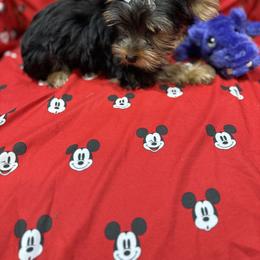 Yorkshire Terrier Puppies from Rosann Serna