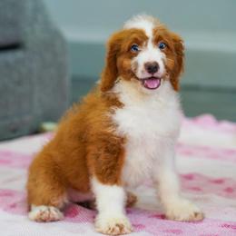 Peach - Red female Bernedoodle puppy in Dundee, Ohio from Down Home Doodle