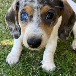 Dachshund Puppies from Over The Moon Dachshunds
