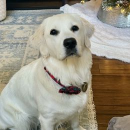 Toddy - Golden Retriever