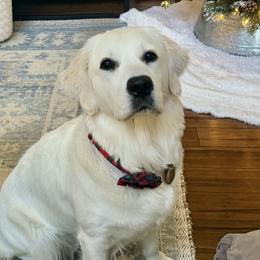 Toddy - Golden Retriever