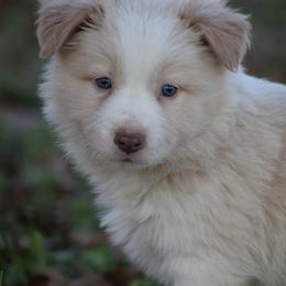Boy 4 - Gold male Border Collie puppy in Tylertown, Mississippi from Cool Meadow Farms