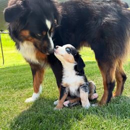 Miniature American Shepherd and Miniature Australian Shepherd Puppies from Sugartop Minis