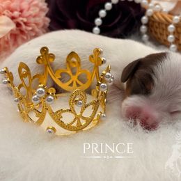 Prince - Chocolate and tan male Dachshund puppy in Nampa, Idaho from 208 Dox Dynasty