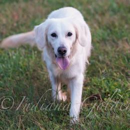 Tulip - Golden Retriever