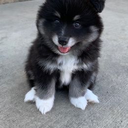 Pomsky Puppies from My Half Pint Pups