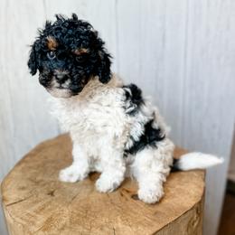 Hugo - Black tri-color male Assorted Doodle Crosses puppy in Arlington, Washington from Doodle Love Laugh
