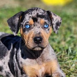 Girl 2 - Catahoula Leopard Dog puppy in Kentucky from Bluegrass Catahoulas