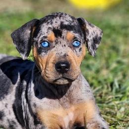 Girl 2 - Catahoula Leopard Dog puppy in Kentucky from Bluegrass Catahoulas