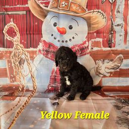 Nova - Brown female Poodle puppy in Woodbury, Pennsylvania from Zimmerman's Poodles