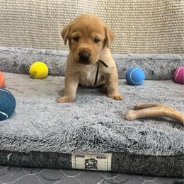 Black Collar Male - Yellow male Labrador Retriever puppy in Hurtsboro, Alabama from PARK’s Family Farm
