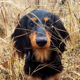 Dachshunds from Kasil of Dachshunds