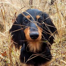 Dachshunds from Kasil of Dachshunds