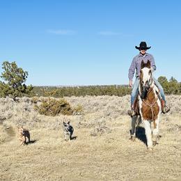 Australian Cattle Dog and French Bulldog Puppies from Sugarloaf French bulldogs and Australian cattle dogs
