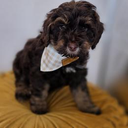 Hoppy - Phantom male Goldendoodle puppy in Decatur, Tennessee from Diamond's Doodles