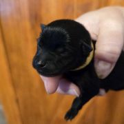 Squid - Black Schipperke puppy in Alcester, South Dakota from Fischer Kennels