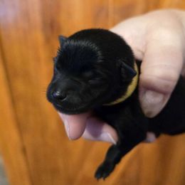 Squid - Black Schipperke puppy in Alcester, South Dakota from Fischer Kennels