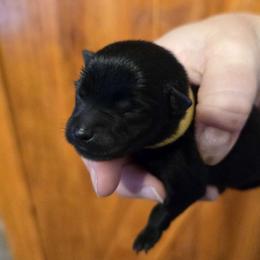 Squid - Black Schipperke puppy in Alcester, South Dakota from Fischer Kennels