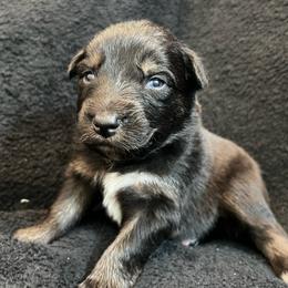 Willie Boy-4 - Black tri-color male Australian Shepherd puppy in Mena, Arkansas from Fat-Bottom Farms