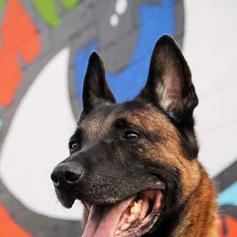 Belgian Malinois, Dutch Shepherds, and xDutch Shepherds from Von Der King Working Dogs