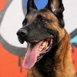 Belgian Malinois, Dutch Shepherds, and xDutch Shepherds from Von Der King Working Dogs