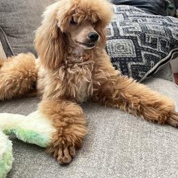 Poodle All Grown Up from Criggle’s Poodles