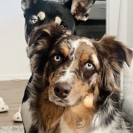 Ivy - Australian Shepherd