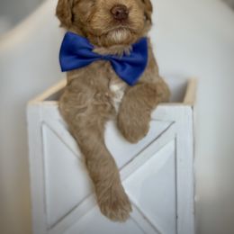 Blue Collar Boy - Caramel male Australian Labradoodle puppy in Wake Forest, North Carolina from Lucky Country Labradoodles
