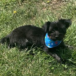 Assorted Doodle Crosses and Morkies from Countryside Doodles and Mohr