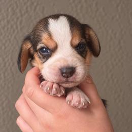 Ruby - Black tan and white female Beagle puppy in Lake City, Florida from Sunkissed Beagles