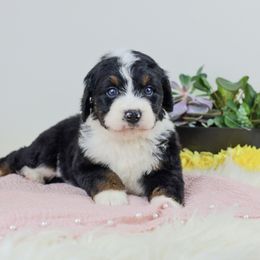 Aussiedoodle Puppies from Crystal Ridge Doodles