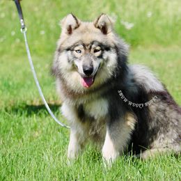 Susie - Siberian Husky