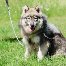 Susie - Siberian Husky