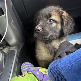 Dilute Retriever, French Bulldog, Labrador Retriever, and Leonberger Puppies from QVR Labradors and Leonbergers