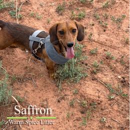 Saffron - Red male Dachshund puppy in Toquerville, Utah from Rockindachs