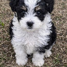 Mickey - male Aussiedoodle puppy in Louisville, Mississippi from Kristy’s Kennels