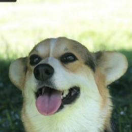 Pembroke Welsh Corgi Puppies from Cadenza Corgis