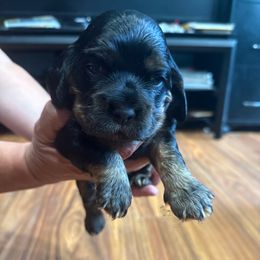 Lola - Black and tan female Cocker Spaniel puppy in Staten Island, New York from Minster Cocker Spaniels