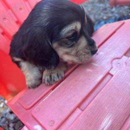 Leo - Black and cream male Dachshund puppy in Tahlequah, Oklahoma from Love Some Dogs Dachshunds & Cavalier King Charles Spaniels,Cavapoos
