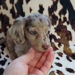 LADY - Dapple female Dachshund puppy in Swink, Oklahoma from Palali Farm