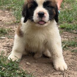 Red Admiral - Orange and white male Saint Bernard puppy in Warrensburg, Missouri from Hirt House Saints